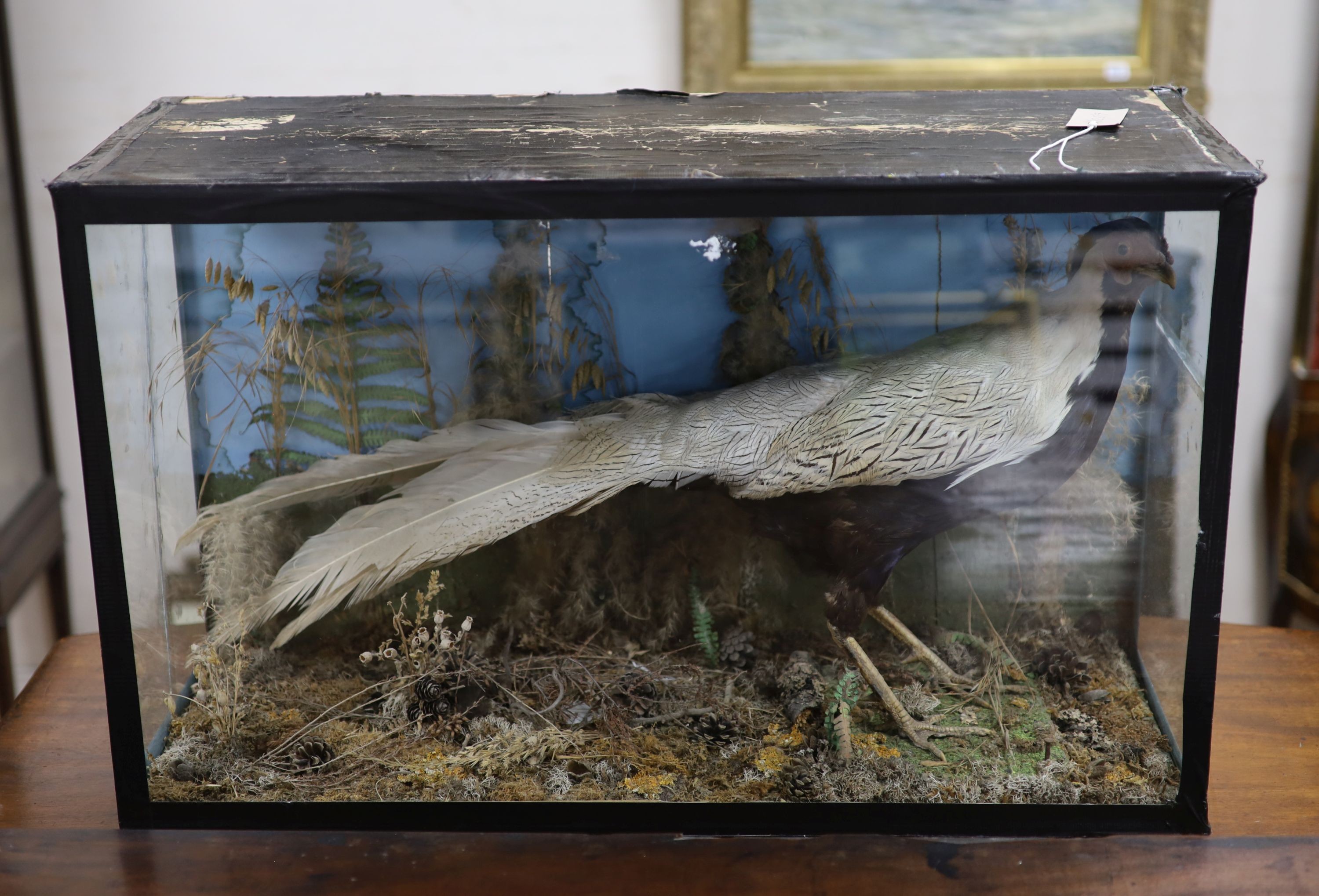 A cased taxidermy pheasant 75cm wide